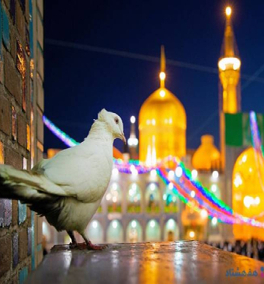 تور مشهد 2شب و3 روز